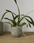 Cache-Pot Verde 5.5 x 5 AD