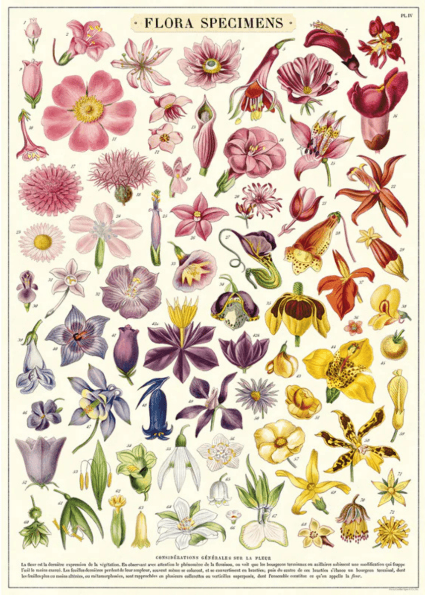 Affiche Cavallini Flora Specimens - Ex - voto