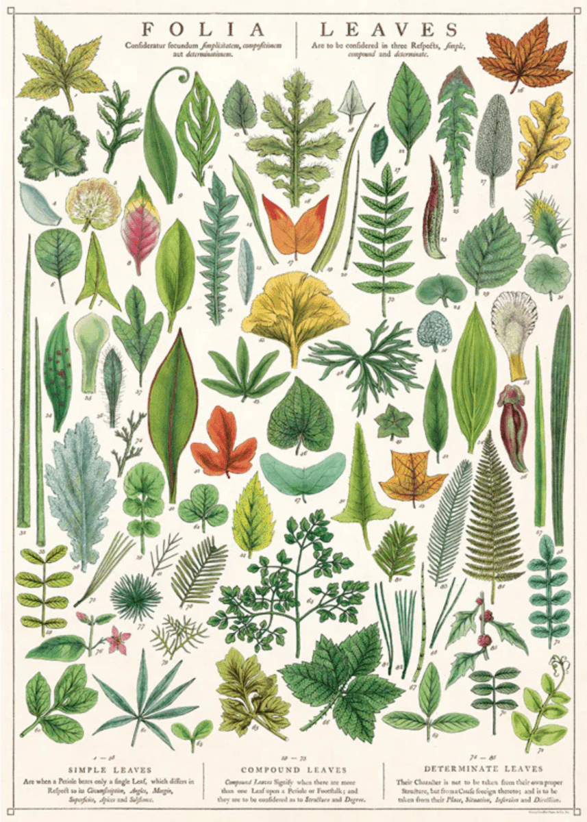 Affiche Cavallini Folia Leaves - Ex - voto