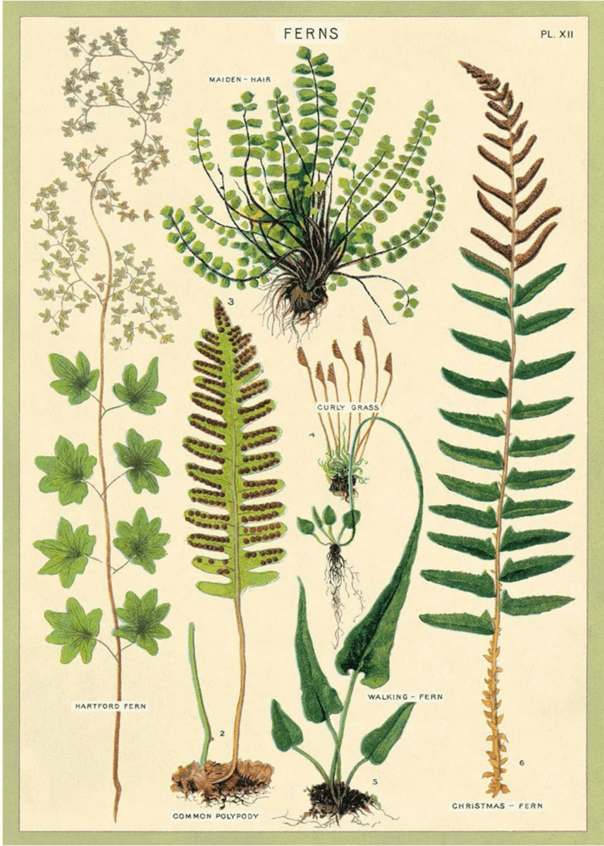 Affiche Cavallini Fougères - Ex - voto