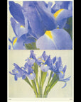 Affiche Riso 11 x 17 Sunroom Iris - Ex - voto