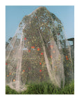 Affiche TPC Apple Tree 40 x 50cm Lee Burnett - Ex - voto