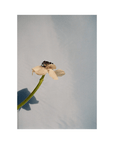 Affiche TPC Poppy Pop 40 x 50cm Priszcilla Varga - Ex - voto