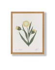 Affichette Paper Chamomille Cocoshalom 8 x11 - Ex - voto