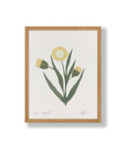Affichette Paper Chamomille Cocoshalom 8 x11 - Ex - voto
