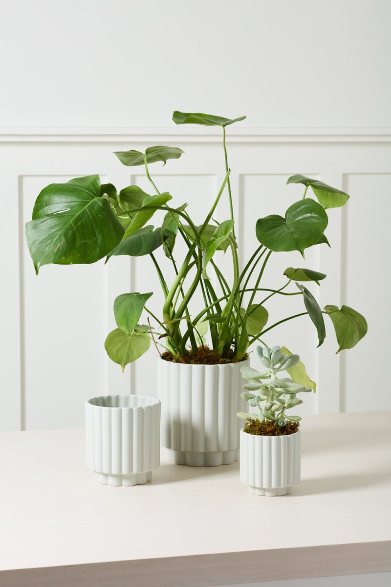 SRL BRIMTYPE PLANT POT-S valiem カタチ製作所 AD Carmen 4.5 x 4.5 Light Blue Plant Pot – Ex-voto