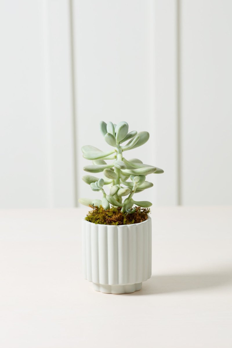 light blue planter pot AD Carmen 4.5 x 4.5 Light Blue Plant Pot – Ex-voto