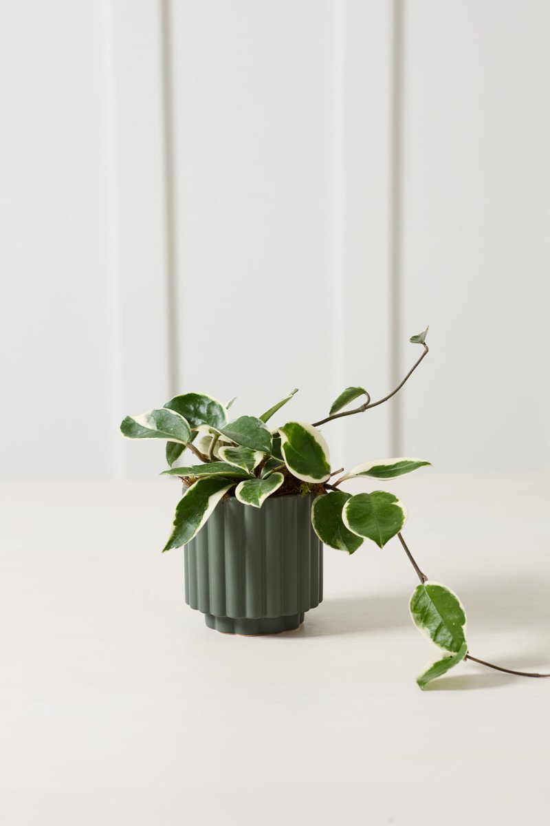 AD Carmen 4.5 x 4.5 Dark Green Plant Pot – Ex-voto