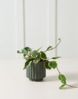 Cache - Pot Carmen 4.5 x 4.5 AD Vert Foncé - Ex - voto