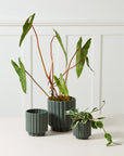 Cache - Pot Carmen 5.5 x 6 AD Vert Foncé - Ex - voto