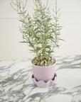 Cache - Pot Springvale Lilas 5.25 x 5 AD - Ex - voto