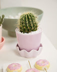 Cache - Pot Springvale Lilas 5.25 x 5 AD - Ex - voto