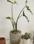 Cache - Pot Verde 7 x 6.5 AD - Ex - voto