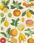 Casse - Tête Citrus 1000 pièces Cavallini - Ex - voto