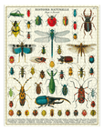 Casse - Tête Insectes 1000 pièces Cavallini - Ex - voto