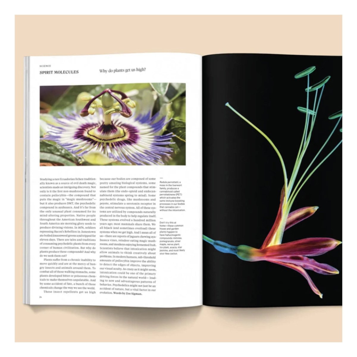 Magazine Broccoli 06 - Ex - voto