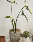 Cache-Pot Verde 7 x 6.5 AD