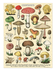 Mini Casse - Tête Champignons 240 pièces Cavallini - Ex - voto