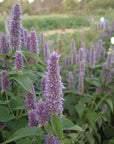 Semences de Fleurs La Société des Plantes - Ex - voto