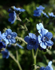 Semences de Fleurs La Société des Plantes - Ex - voto