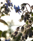 Semences de Fleurs La Société des Plantes - Ex - voto