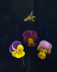 Semences de Fleurs La Société des Plantes - Ex - voto
