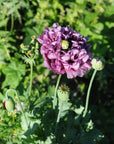 Semences de Fleurs La Société des Plantes - Ex - voto