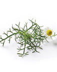 Semences de Fleurs Piccolo Seeds - Ex - voto