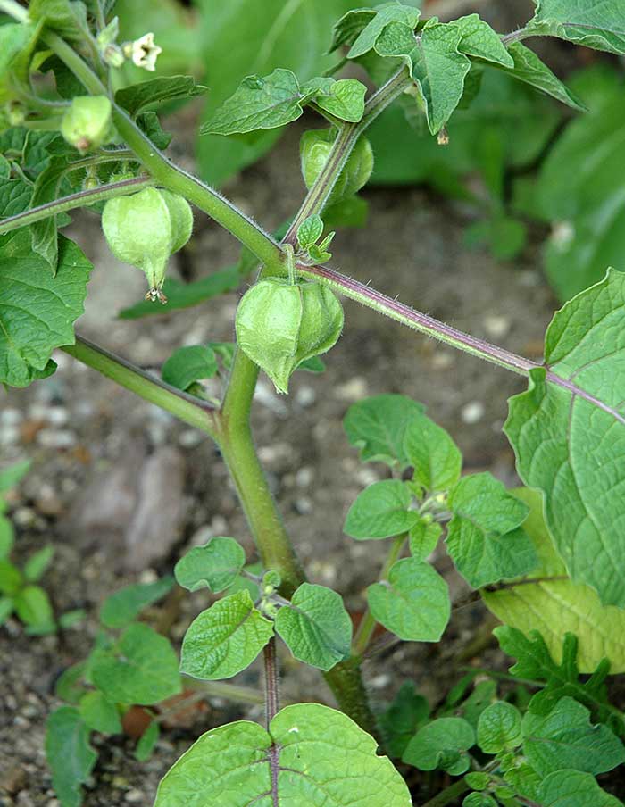Semences Potager La Société des Plantes - Ex - voto