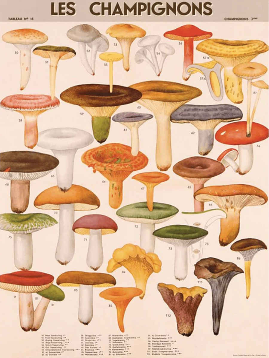 Affiche Cavallini Champignons 1 - Ex - voto