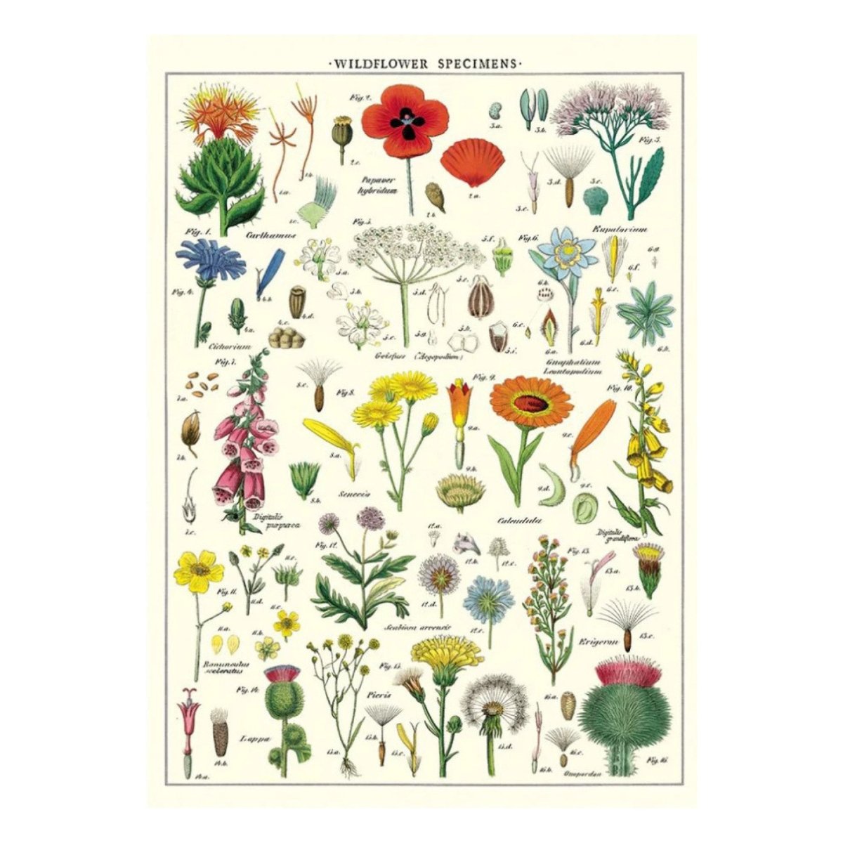 Affiche Cavallini Fleurs Sauvages - Ex - voto