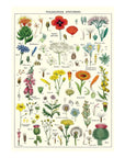 Affiche Cavallini Fleurs Sauvages - Ex - voto