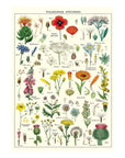 Affiche Cavallini Fleurs Sauvages - Ex - voto