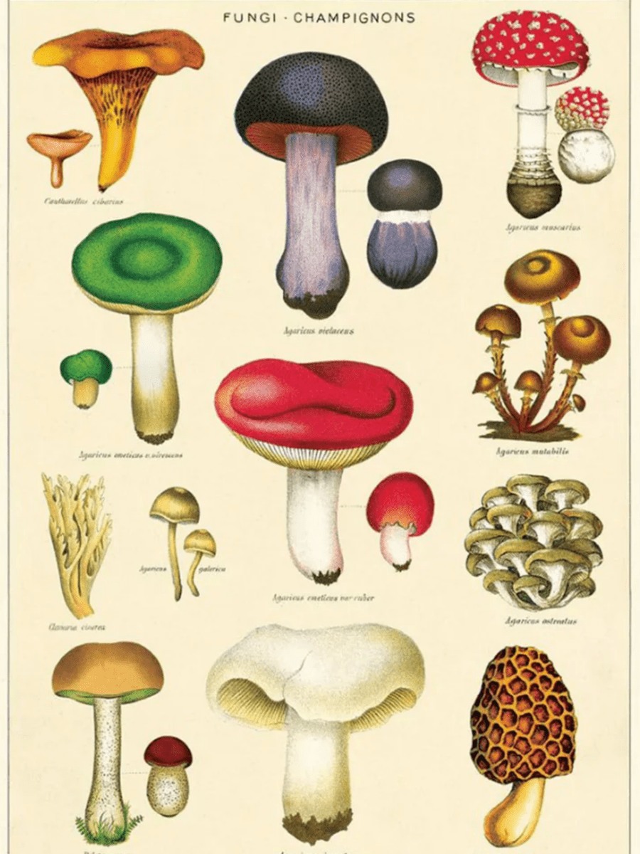 Affiche Cavallini Fungus Champignons 2 - Ex - voto