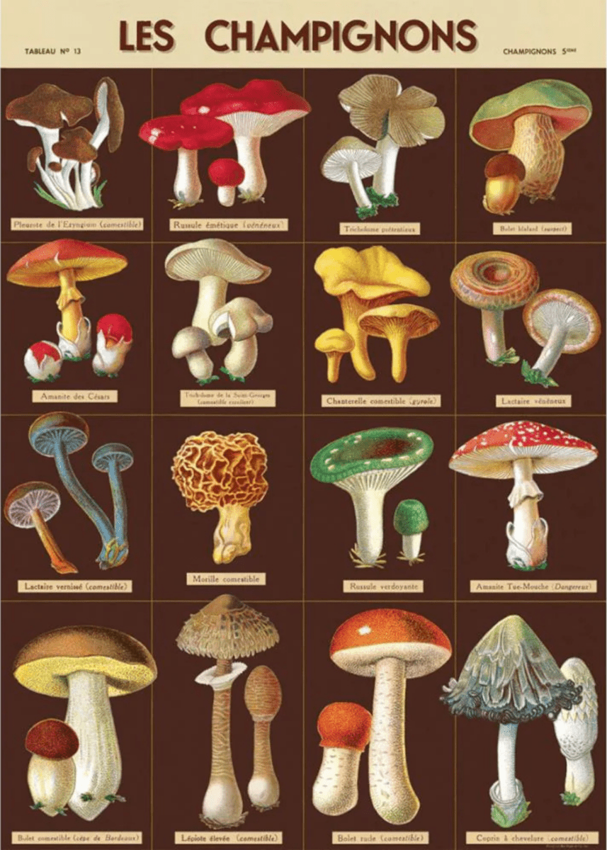 Affiche Cavallini Les Champignons - Ex - voto