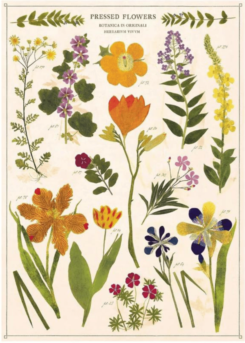 Affiche Cavallini Pressed Flowers - Ex - voto
