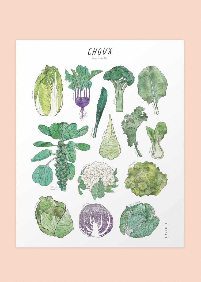 Affiche Laucolo 11 x 14 Choux - Ex - voto