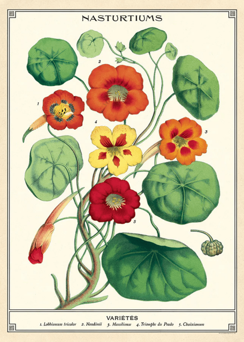 Affiche Nasturtiums Cavallini - Ex - voto