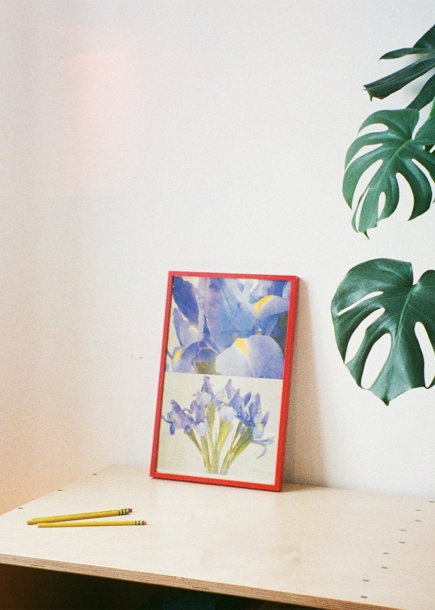 Affiche Riso 11 x 17 Sunroom Iris - Ex - voto
