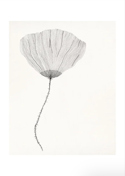 Affiche TPC 30 x 40cm Poppy Ana Frois SOLDE - Vente finale - Ex - voto