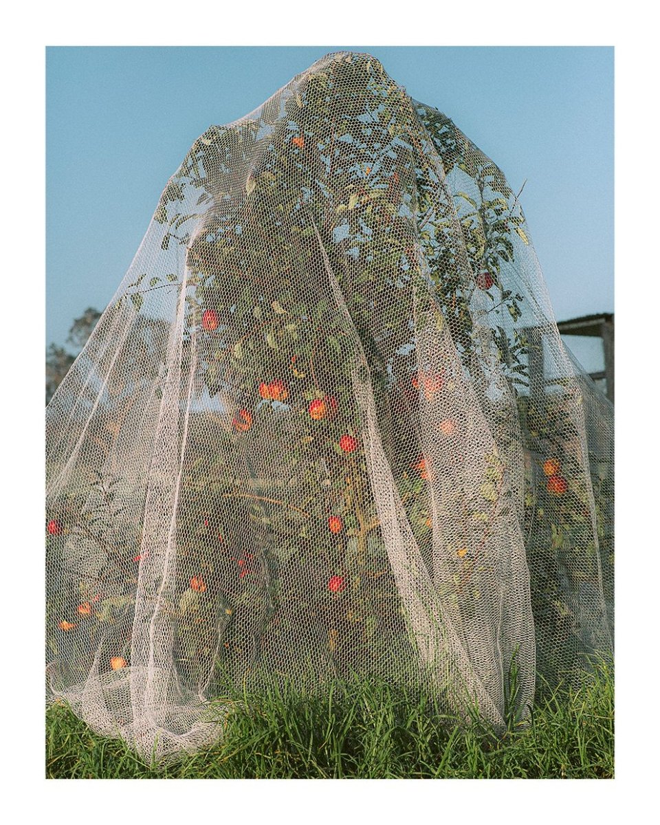 Affiche TPC Apple Tree 40 x 50cm Lee Burnett - Ex - voto