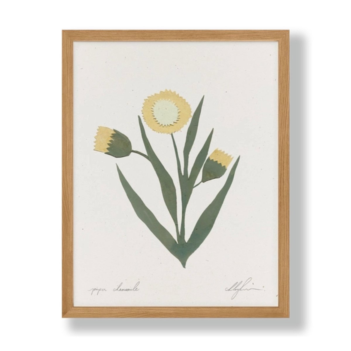 Affichette Paper Chamomille Cocoshalom 8 x11 - Ex - voto
