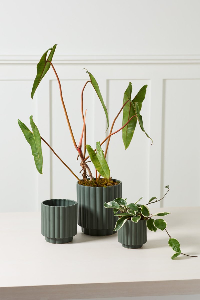 Cache - Pot Carmen 5.5 x 6 AD Vert Foncé - Ex - voto