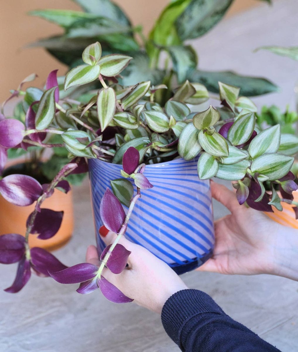 Cache - Pot Spiral Bleu Wrap - Ex - voto