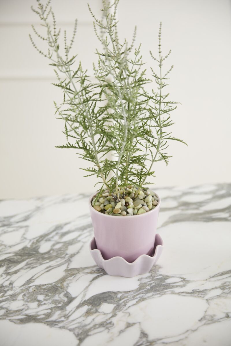 Cache - Pot Springvale Lilas 5.25 x 5 AD - Ex - voto
