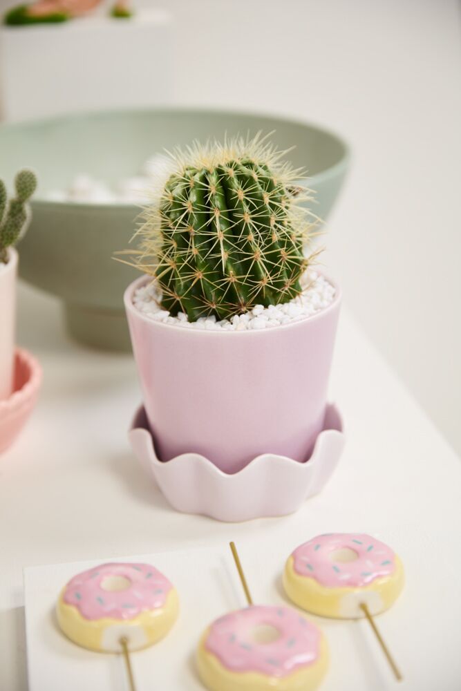 Cache - Pot Springvale Lilas 5.25 x 5 AD - Ex - voto