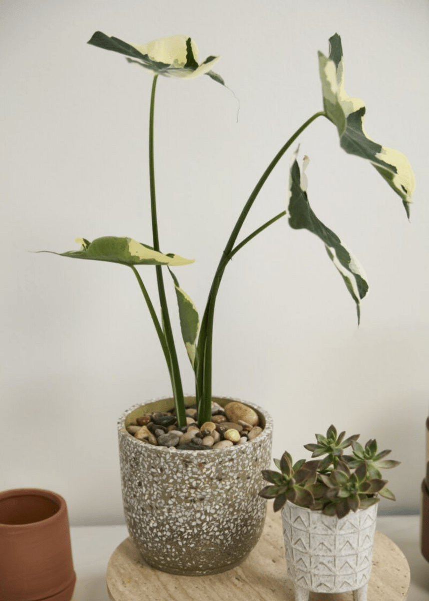 Cache - Pot Verde 7 x 6.5 AD - Ex - voto