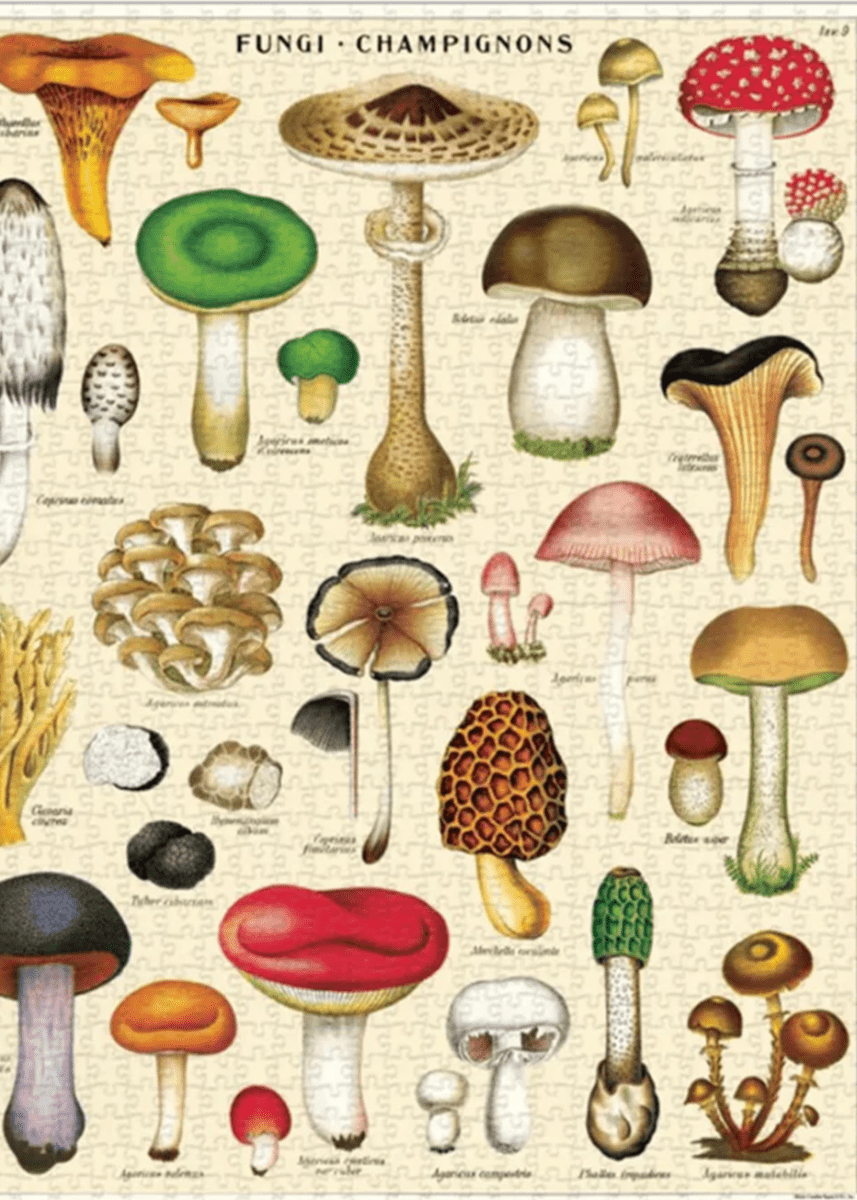 Casse - Tête Champignons 1000 pièces Cavallini - Ex - voto