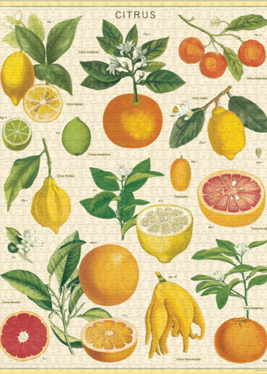 Casse - Tête Citrus 1000 pièces Cavallini - Ex - voto