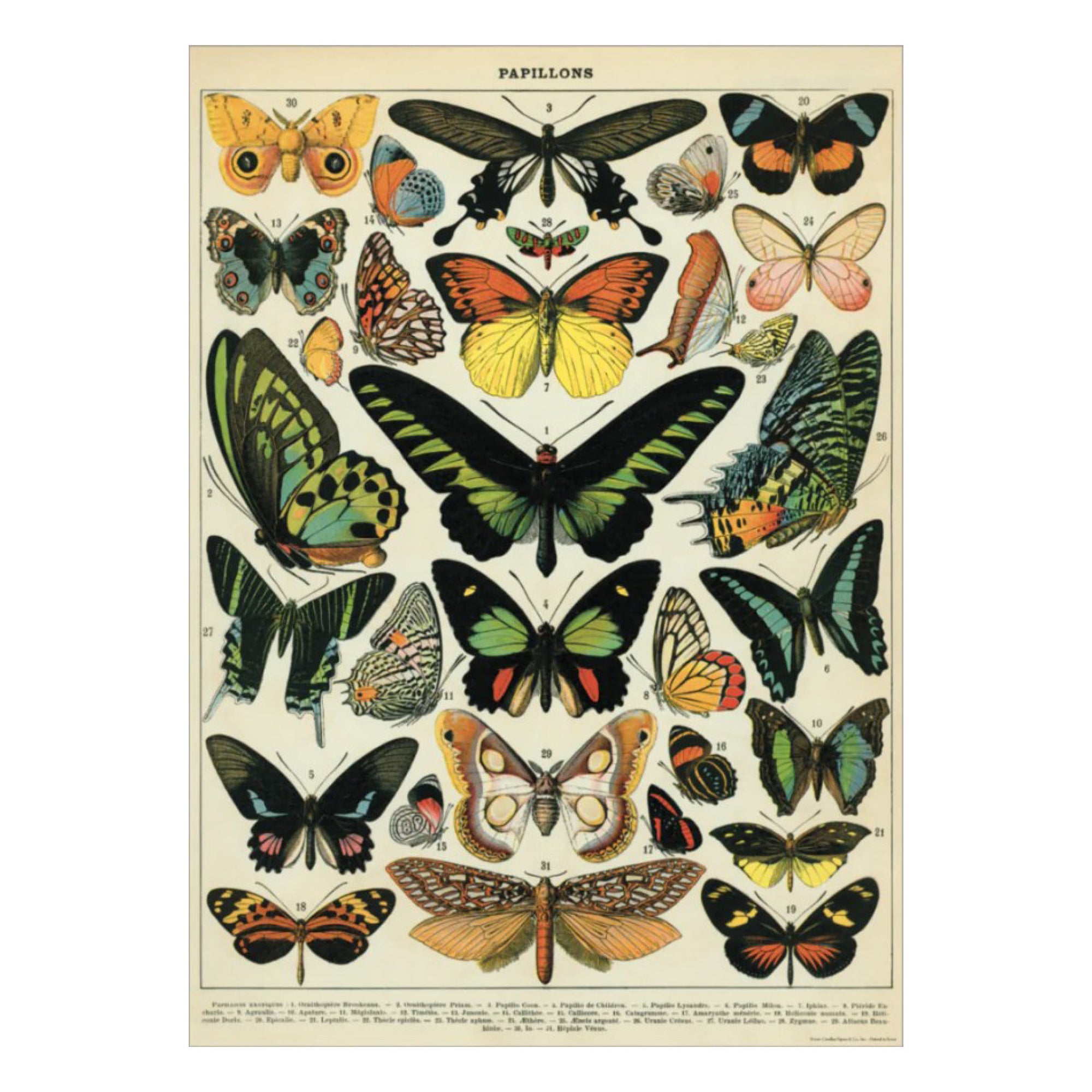 Affiche Cavallini Butterflies